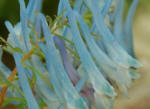 Corydalis Craigton Blue